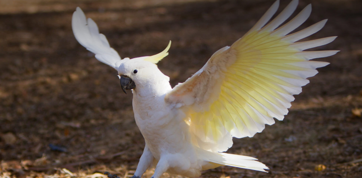 Cockatoo