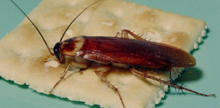 Cockroach