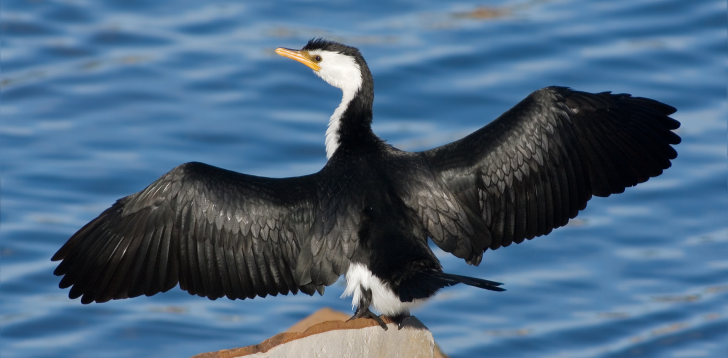 Cormorant