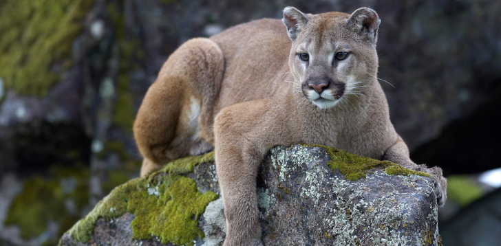 Cougar