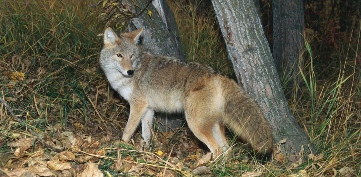 Coyote