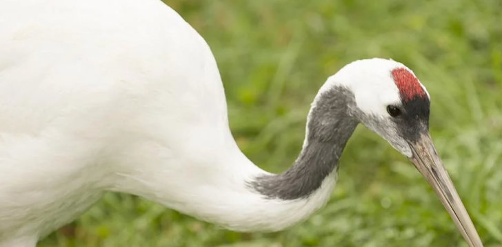 Crane-Bird