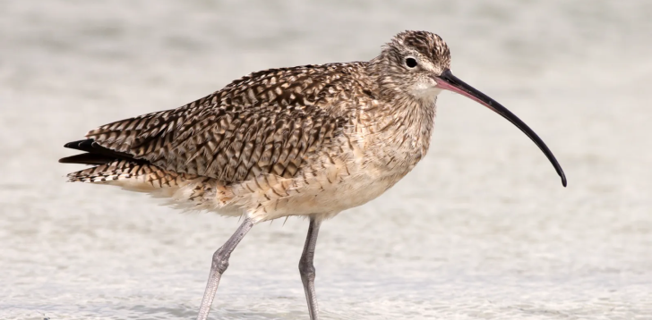 Curlew