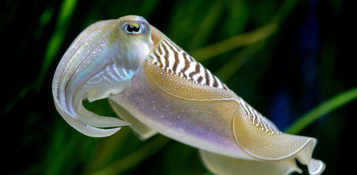 Cuttlefish