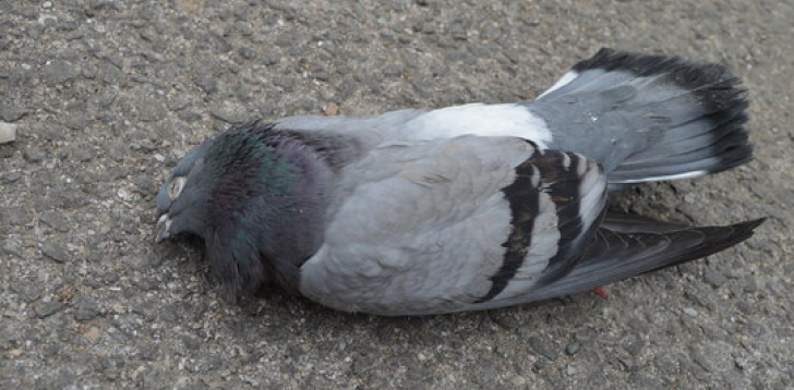Dead-Pigeon