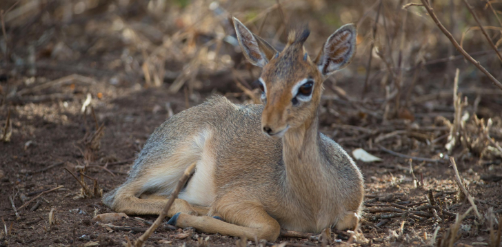 Dik-Dik