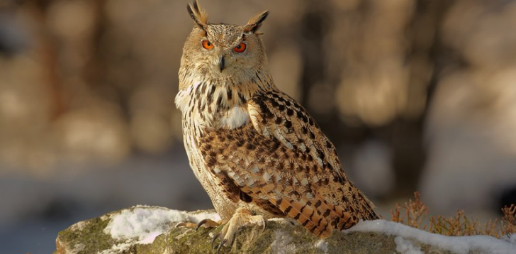 Eagle-Owl