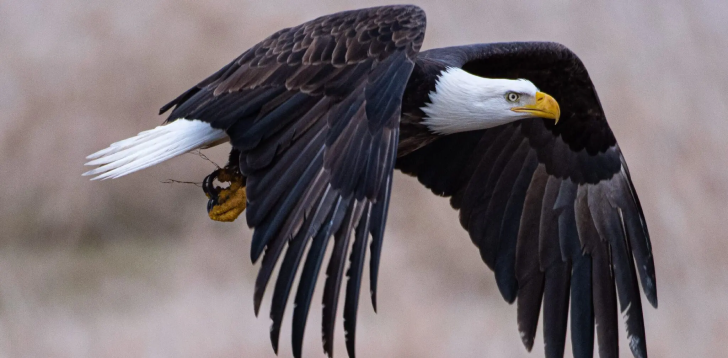 Eagle