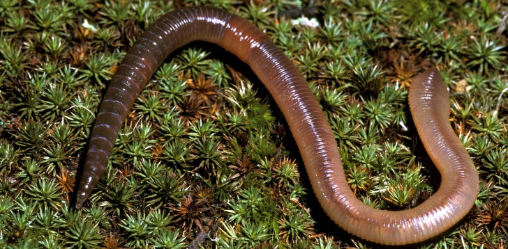 Earthworm