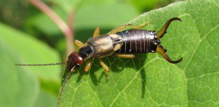 Earwig