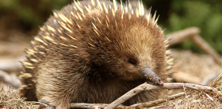 Echidna