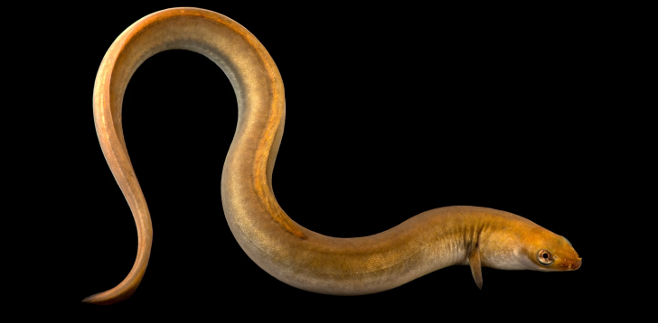 Eel