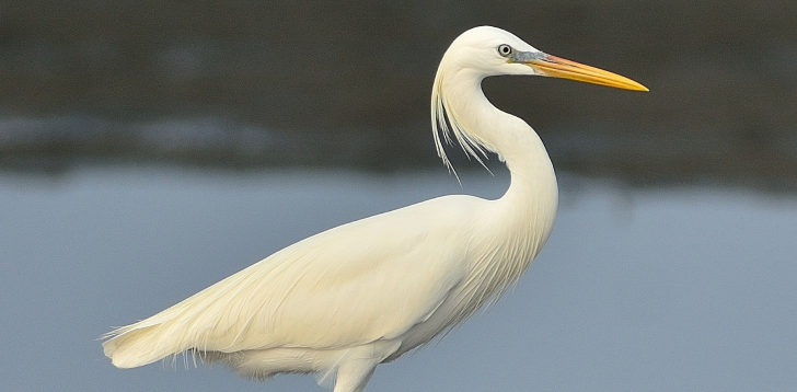 Egret