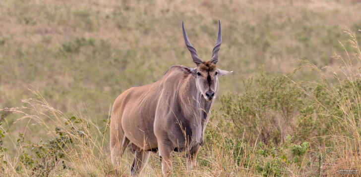 Eland