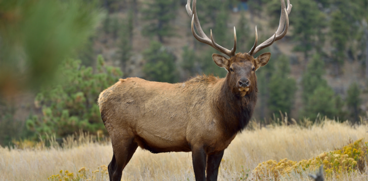 Elk