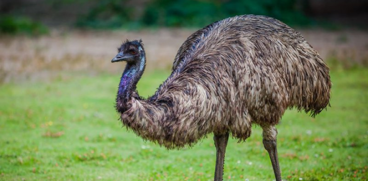 Emu