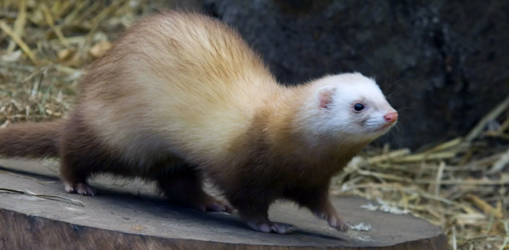 Ferret