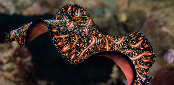 Flatworm