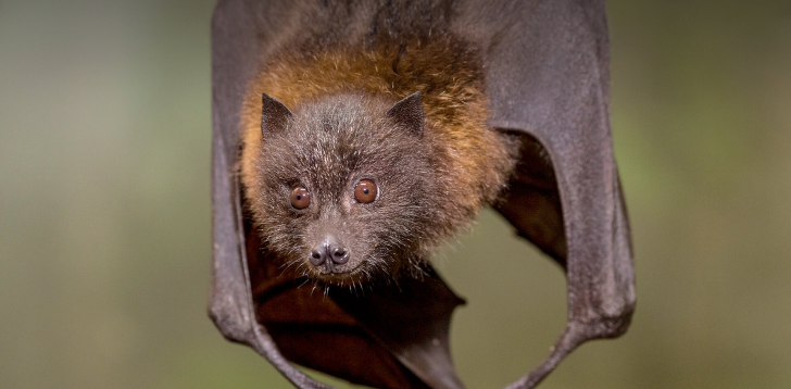Fruit-Bat