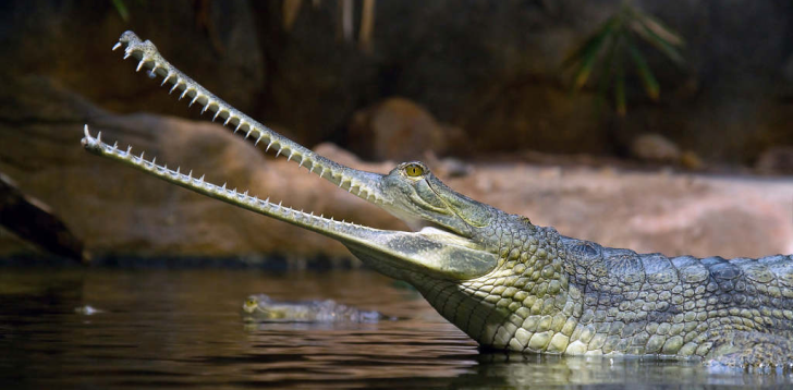 Gavial