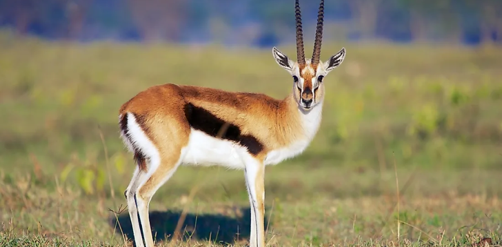 Gazelle