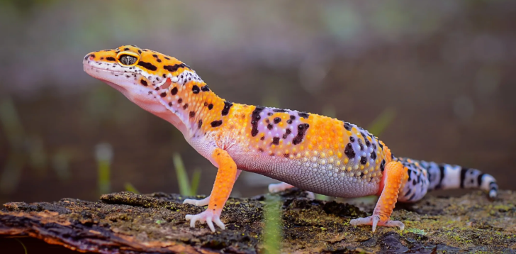 Gecko