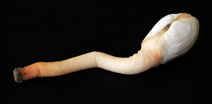 Geoduck