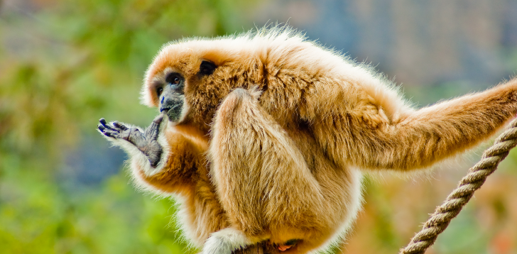 Gibbon