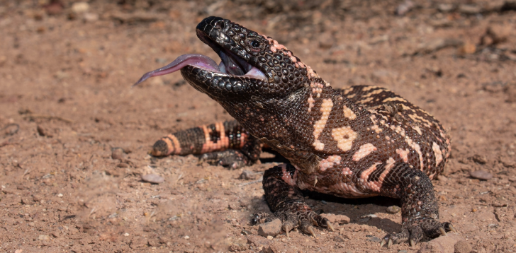 Gila-Monster