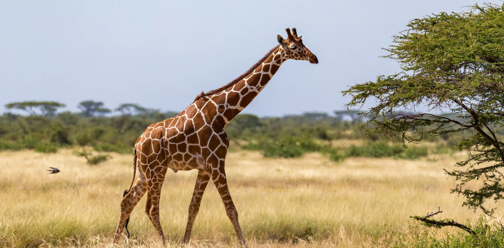 Giraffe