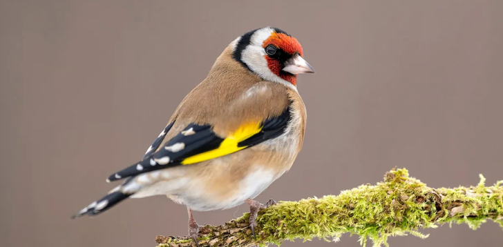 Goldfinch