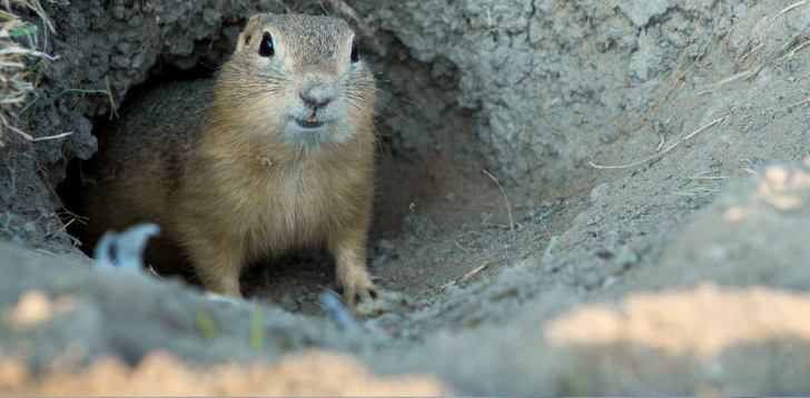 Gopher