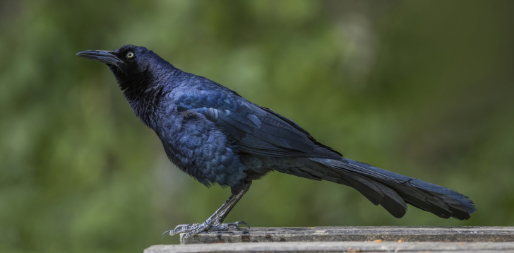 Grackle