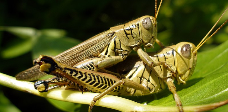 Grasshopper