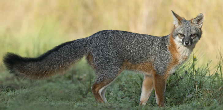 Gray-Fox