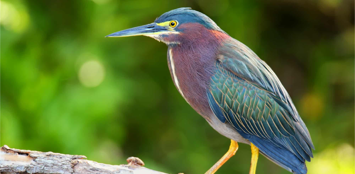 Green-Heron