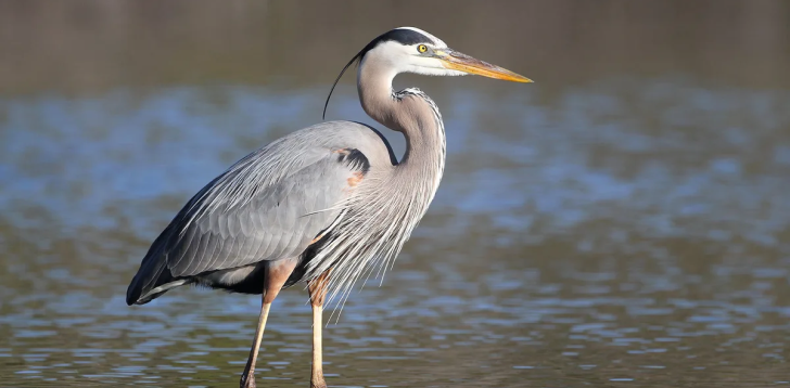 Grey-Heron