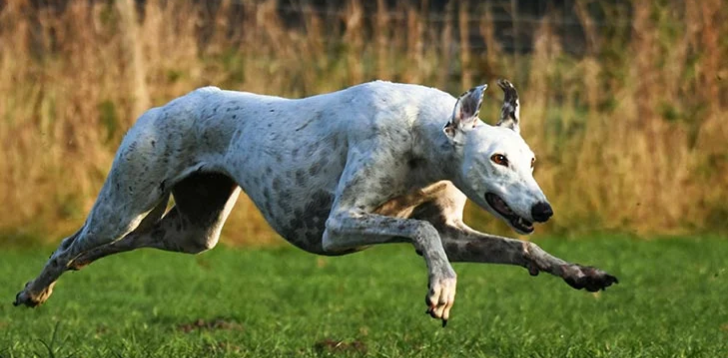 Greyhound