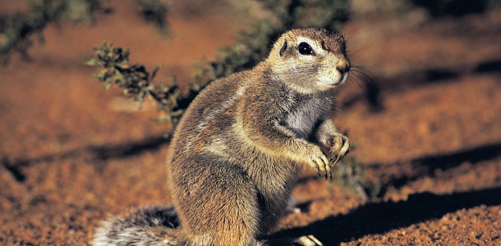 Ground-Squirrel