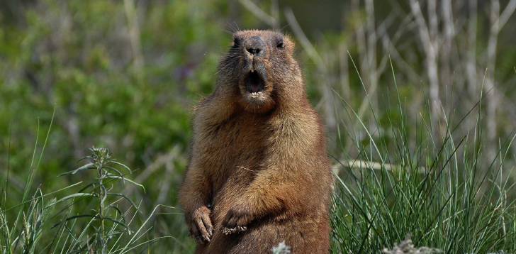 Groundhog