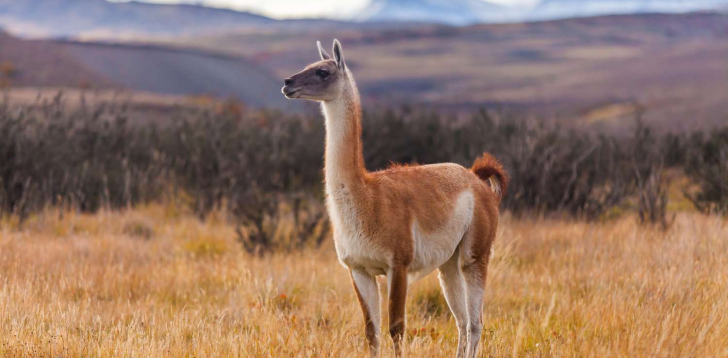 Guanaco