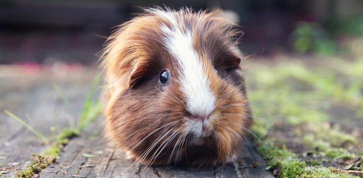 Guinea-pig