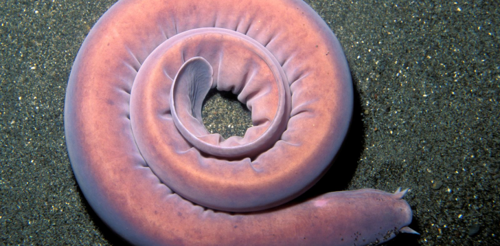 Hagfish