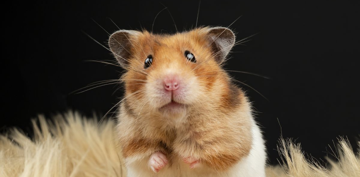 Hamster