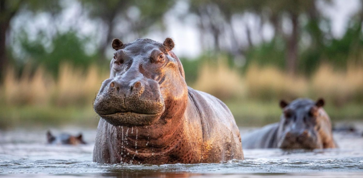 Hippopotamus