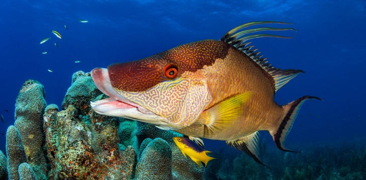 Hogfish