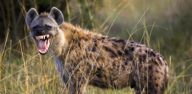 Hyena