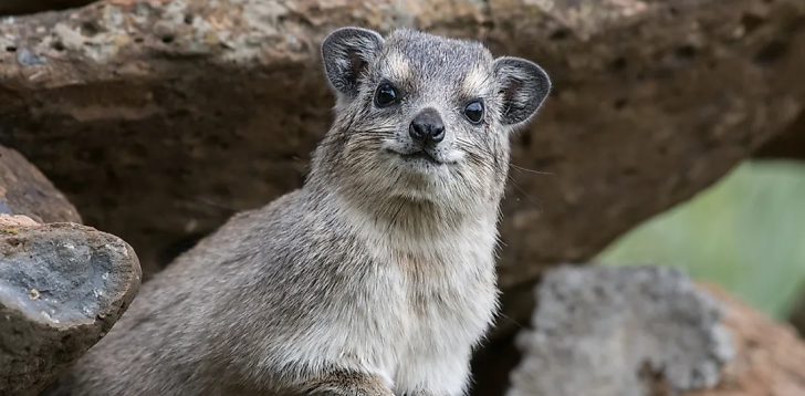 Hyrax