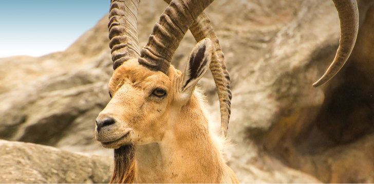 Ibex