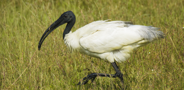 Ibis